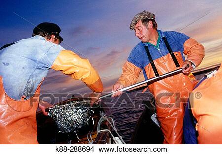 Fishermen using traditional methods to catch herring. Havstenssund. Bohusln, Sweden View Large Photo Image Picture - Fishermen using traditional methods to catch herring. Havstenssund. Bohusln, Sweden. Fotosearch