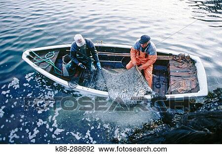 Fishermen using traditional methods to catch herrings. Havstenssund. Bohusln, Sweden View Large Photo Image Stock Image - Fishermen using traditional methods to catch herrings. Havstenssund. Bohusln, Sweden. Fotosearch