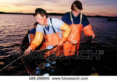 Stock Photography - Fishermen using traditional methods to catch herring. Havstenssund. Bohusln, Sweden. Fotosearch
