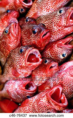 Fishes. Grenada View Large Photo Image Stock Photo - Fishes. Grenada. Fotosearch