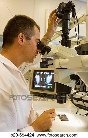 Fishing biology laboratory. Polishing and reading of otoliths and gonads. AZTI-Tecnalia. Technological Centre specialised in Marine and Food Research. Pasaia, Gipuzkoa, Euskadi. Spain. View Large Photo Image Picture - Fishing biology laboratory. Polishing and reading of otoliths and gonads. AZTI-Tecnalia. Technological Centre specialised in Marine and Food Research. Pasaia, Gipuzkoa, Euskadi. Spain.. Fotosearch