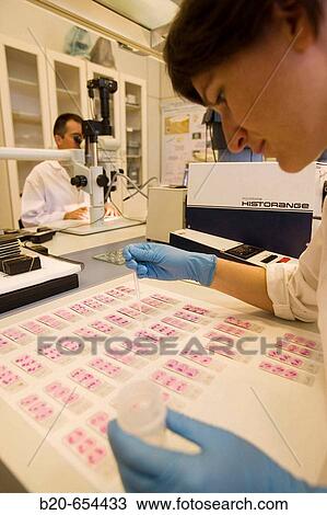 Stock Image - Fishing biology laboratory. Polishing and reading of otoliths and gonads. AZTI-Tecnalia. Technological Centre specialised in Marine and Food Research. Pasaia, Gipuzkoa, Euskadi. Spain.. Fotosearch