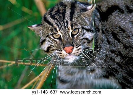 FISHING CAT prionailurus viverrinus, PORTRAIT OF ADULT View Large Photo Image Stock Photo - FISHING CAT prionailurus viverrinus, PORTRAIT OF ADULT. Fotosearch