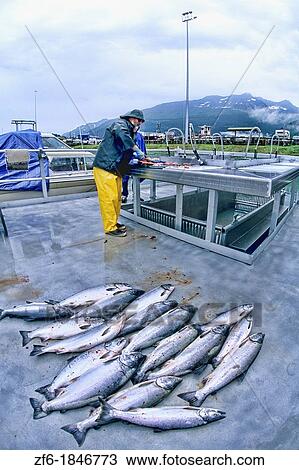 Fishing Charter Cleaning Fish in Valdez Alaska USA View Large Photo Image Stock Image - Fishing Charter Cleaning Fish in Valdez Alaska USA. Fotosearch