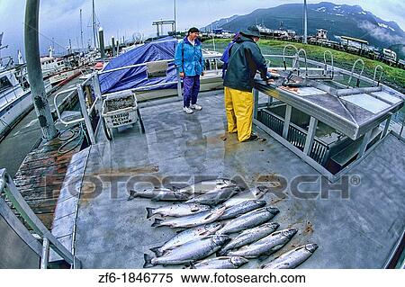 Stock Photography - Fishing Charter Cleaning Fish in Valdez Alaska USA. Fotosearch
