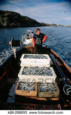 Stock Image - Fishing herring to be used as bait. Havstenssund. Bohusln, Sweden. Fotosearch