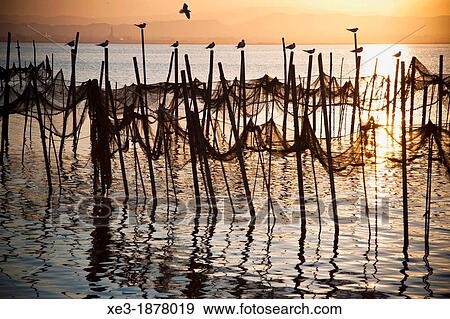 Stock Photo - Fishing nets and seagulls, evening, Albufera de Val? ncia, Valencian Community, Spain.. Fotosearch