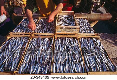 Fishing port. Ancona. The Marches, Italy View Large Photo Image Stock Photography - Fishing port. Ancona. The Marches, Italy. Fotosearch