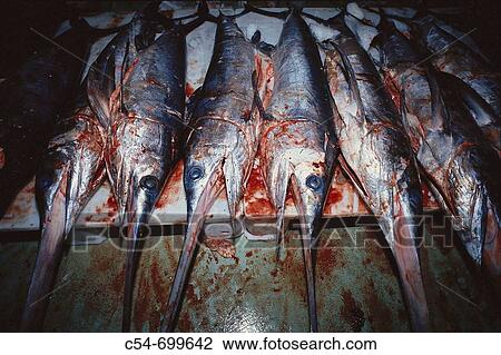 Stock Image - Fishing port of Vigo. Galicia. Spain. Sword fish. Xiphias gladius. Fotosearch