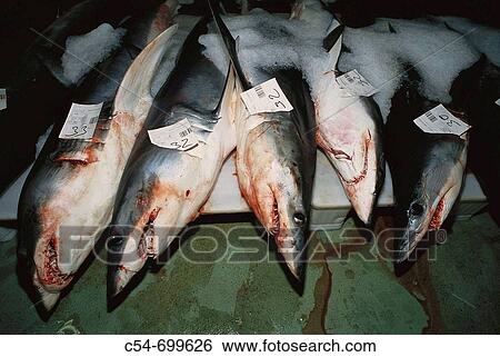 Fishing port of Vigo. Galicia. Spain. Mako shark. Isurus oxyrinchus View Large Photo Image Stock Photograph - Fishing port of Vigo. Galicia. Spain. Mako shark. Isurus oxyrinchus. Fotosearch