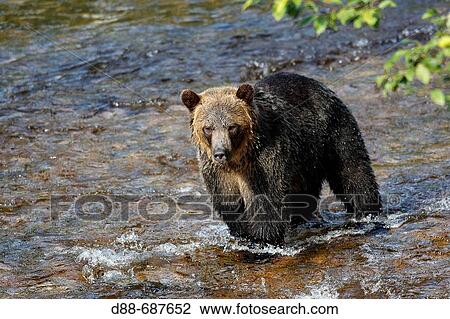 Fishing salmon in a river. Grizzly bear in Glendale Cove. Knight Inlet. British Columbia. Canada View Large Photo Image Stock Image - Fishing salmon in a river. Grizzly bear in Glendale Cove. Knight Inlet. British Columbia. Canada. Fotosearch