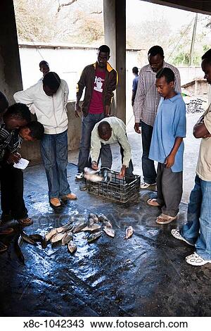 Fishmarket in Awasa, Ethiopia, fish auction and selling hall Fish is sold Africa, East Africa, Ethiopia, February 2010 View Large Photo Image Stock Image - Fishmarket in Awasa, Ethiopia, fish auction and selling hall Fish is sold Africa, East Africa, Ethiopia, February 2010. Fotosearch