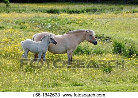Fjord pony Sodermanland Sweden. View Large Photo Image Stock Photo - Fjord pony Sodermanland Sweden.. Fotosearch