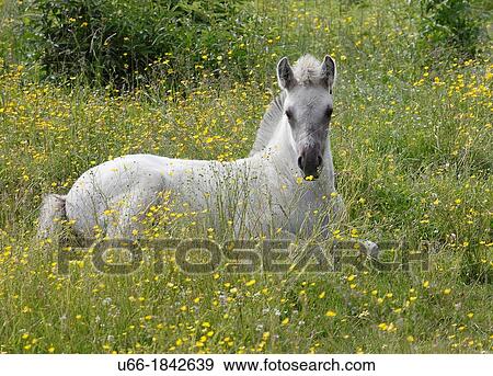 Fjord pony Sodermanland Sweden. View Large Photo Image Stock Photo - Fjord pony Sodermanland Sweden.. Fotosearch