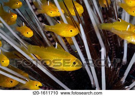 Stock Image - Flagfin Cardinalfish seeks protection in poisonous sea urchin, Apogon hoeveni, Cenderawasih Bay, West Papua, Indonesia. Fotosearch