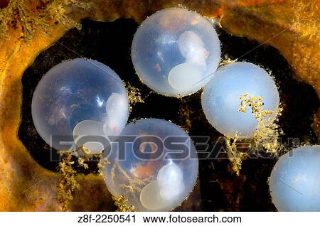 flamboyant cuttlefish eggs, Metasepia pfeffer, eggs of flamboyant cuttlefish inside a coconut shell, lembeh strait, north sulawesi, indonesia. View Large Photo Image Stock Image - flamboyant cuttlefish eggs, Metasepia pfeffer, eggs of flamboyant cuttlefish inside a coconut shell, lembeh strait, north sulawesi, indonesia.. Fotosearch