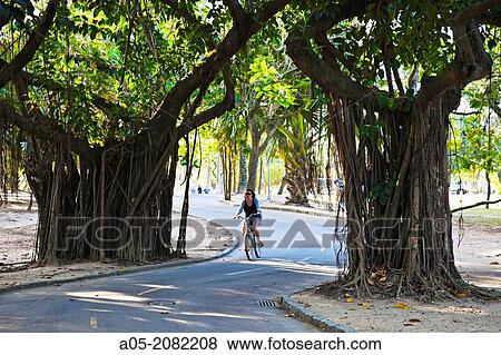 Stock Photo - Flamengo Park, Flamengo district, Rio de Janeiro, Brazil. Fotosearch