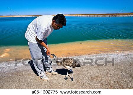 Stock Photography - Flamingo Cejas Lagoon Atacama Desert, Region of Antofagasta, North of Chile.. Fotosearch