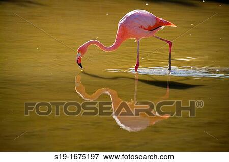 Stock Photo - Flamingo in Wild, Galapagos Islands.. Fotosearch