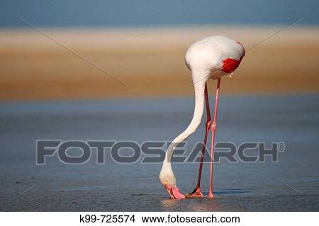 Flamingo. Parque Natural del Estrecho, Tarifa, CBdiz, Spain View Large Photo Image Picture - Flamingo. Parque Natural del Estrecho, Tarifa, CBdiz, Spain. Fotosearch