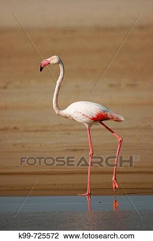 Flamingo. Parque Natural del Estrecho, Tarifa, CBdiz, Spain View Large Photo Image Stock Image - Flamingo. Parque Natural del Estrecho, Tarifa, CBdiz, Spain. Fotosearch