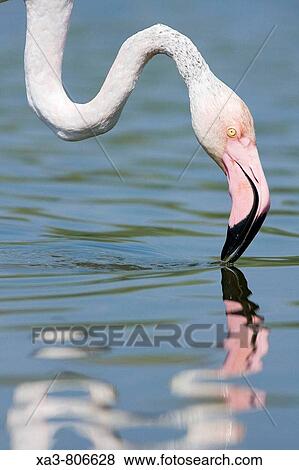 Flamingo (Phoenicopterus roseus) on lagoon View Large Photo Image Stock Photo - Flamingo (Phoenicopterus roseus) on lagoon. Fotosearch
