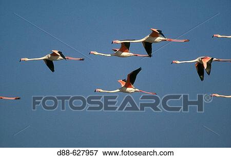 Flamingo. Phoenicopterus ruber View Large Photo Image Stock Photo - Flamingo. Phoenicopterus ruber. Fotosearch