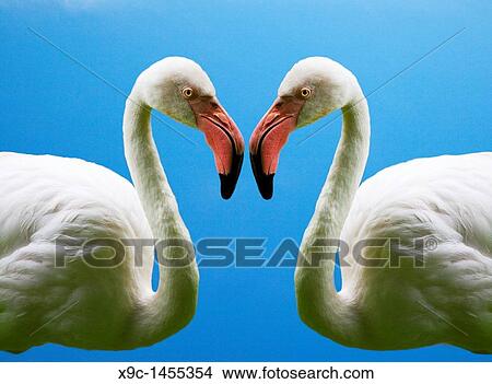 Flamingoes Making a Heart's Shape View Large Photo Image Picture - Flamingoes Making a Heart's Shape. Fotosearch