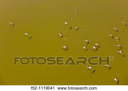 Flamingos at Lake Magadi, Rift Valley, Kenya View Large Photo Image Stock Image - Flamingos at Lake Magadi, Rift Valley, Kenya. Fotosearch