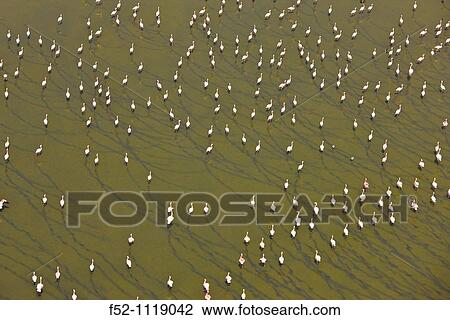Stock Image - Flamingos at Lake Magadi, Rift Valley, Kenya. Fotosearch