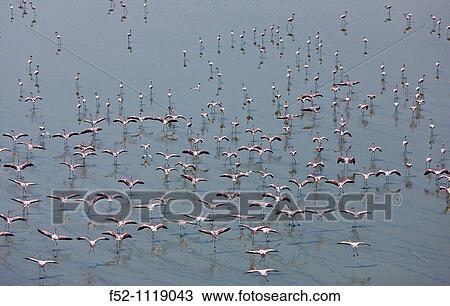 Flamingos at Lake Magadi, Rift Valley, Kenya View Large Photo Image Stock Image - Flamingos at Lake Magadi, Rift Valley, Kenya. Fotosearch