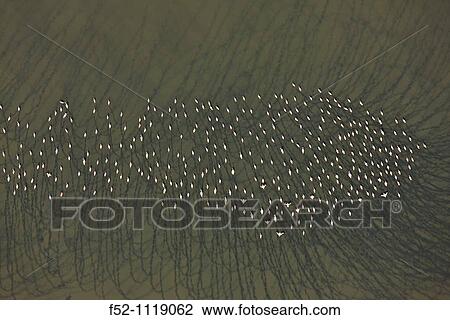 Flamingos at Lake Natron, Rift Valley, Tanzania View Large Photo Image Stock Image - Flamingos at Lake Natron, Rift Valley, Tanzania. Fotosearch