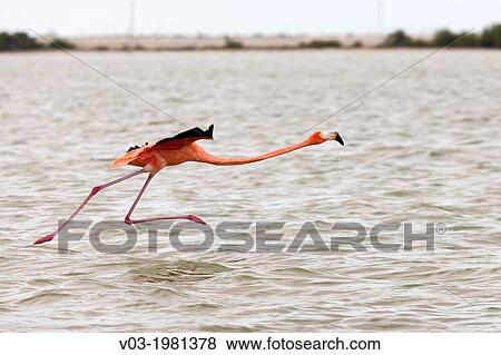 Flamingos at Rio Lagartos Natural Park: A place to watch wildlife and flamingos, Yucatan, Mexico. View Large Photo Image Stock Photo - Flamingos at Rio Lagartos Natural Park: A place to watch wildlife and flamingos, Yucatan, Mexico.. Fotosearch