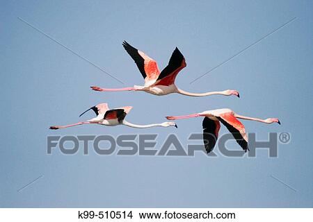 Flamingos flying in wetland, Sanlucar de Barrameda. CBdiz province. Andaluc? a. Spain. View Large Photo Image Picture - Flamingos flying in wetland, Sanlucar de Barrameda. CBdiz province. Andaluc? a. Spain.. Fotosearch
