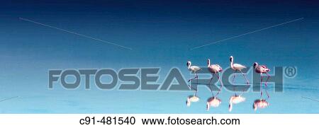 Stock Image - Flamingos in Eyasi Lake. Tanzania. Fotosearch