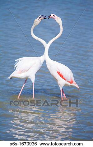 Stock Photograph - Flamingos in Natural park of Aiguamolls de l? Emporda, Girona, Spain. Fotosearch