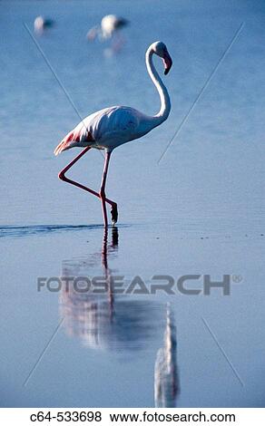Flamingos. Lake Fuentedepiedra. Malaga. Spain View Large Photo Image Stock Photo - Flamingos. Lake Fuentedepiedra. Malaga. Spain. Fotosearch