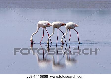 Stock Photo - Flamingos - Lake Ndutu, Tanzania. Fotosearch