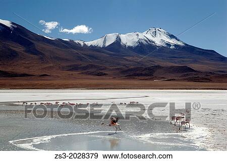 Flamingos on Laguna Canapa, Salar de Uyuni, Bolivia. View Large Photo Image Stock Photo - Flamingos on Laguna Canapa, Salar de Uyuni, Bolivia.. Fotosearch