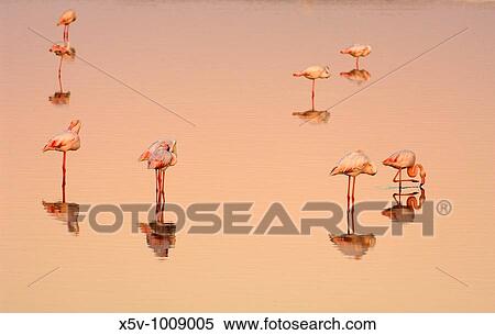 Flamingos (Phoenicopterus ruber roseus) at dawn. Marismas del Odiel Natural Park. Huelva. Andalucia. Spain. View Large Photo Image Stock Photography - Flamingos (Phoenicopterus ruber roseus) at dawn. Marismas del Odiel Natural Park. Huelva. Andalucia. Spain.. Fotosearch