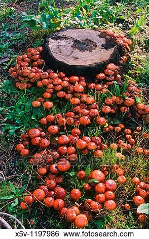 Flammulina carbonaria. Pholiota carbonaria. Pholiota highlandensis. Doana region. Andalucia. Spain. View Large Photo Image Stock Photograph - Flammulina carbonaria. Pholiota carbonaria. Pholiota highlandensis. Doana region. Andalucia. Spain.. Fotosearch