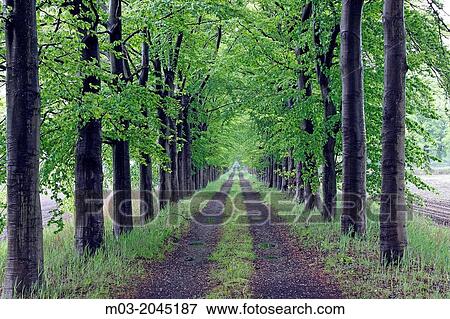 Flanders Belgium Europe tree lined country road in rain and fog. View Large Photo Image Stock Photo - Flanders Belgium Europe tree lined country road in rain and fog.. Fotosearch