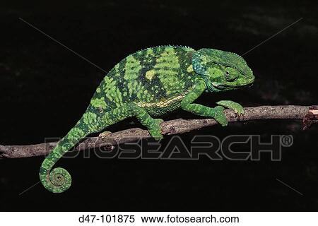 Flap-necked Chameleon (Chamaeleo dilepsis). Kenya View Large Photo Image Stock Photography - Flap-necked Chameleon (Chamaeleo dilepsis). Kenya. Fotosearch