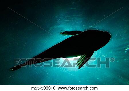 Flat fish (flounder, sole or halibut) from below in aquarium View Large Photo Image Stock Image - Flat fish (flounder, sole or halibut) from below in aquarium. Fotosearch
