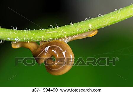 Stock Image - Flatworms mating. Image taken at Kampung Skudup, Sarawak, Malaysia.. Fotosearch