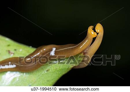Stock Image - Flatworms mating. Image taken at Kampung Skudup, Sarawak, Malaysia.. Fotosearch