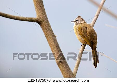 Flavescent Bulbul Pycnonotus flavescens perched on branch Kaeng Krachan National Park Thailand View Large Photo Image Stock Photograph - Flavescent Bulbul Pycnonotus flavescens perched on branch Kaeng Krachan National Park Thailand. Fotosearch