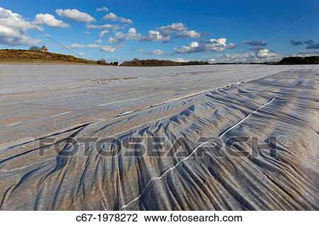 Stock Image - Fleece covering Early potato crop Norfolk UK in April Storms.. Fotosearch