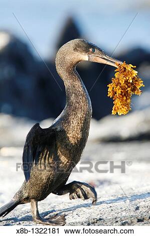 Stock Image - Flightless cormorant Nannopterum harrisi adult returning from sea with nesting material in the Galapagos Island Group, Ecuador This Galapagos endemic cormorant has lost the ability to fly as there are no predators in the islands to prey on it. Fotosearch