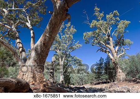 Flinders Ranges National Park in South Australia Valley with River Red Gum Eucalyptus camaldulensis View Large Photo Image Stock Image - Flinders Ranges National Park in South Australia Valley with River Red Gum Eucalyptus camaldulensis. Fotosearch